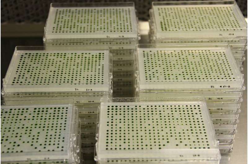 Algal library lends insights into genes for photosynthesis