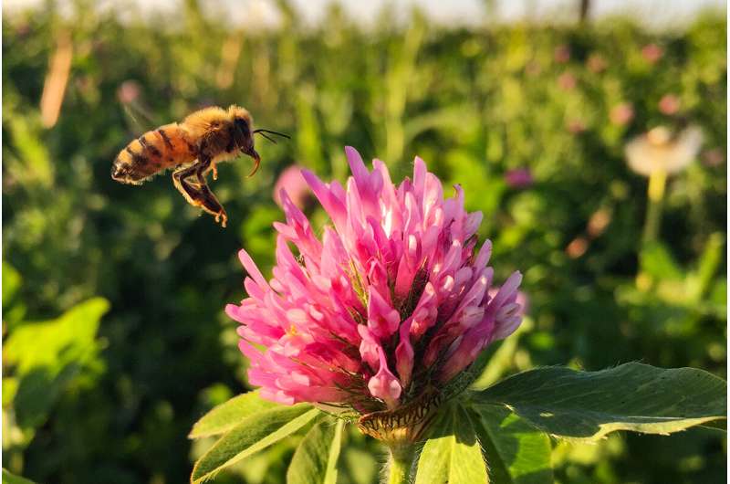 A little prairie can rescue honey bees from famine on the farm, study finds