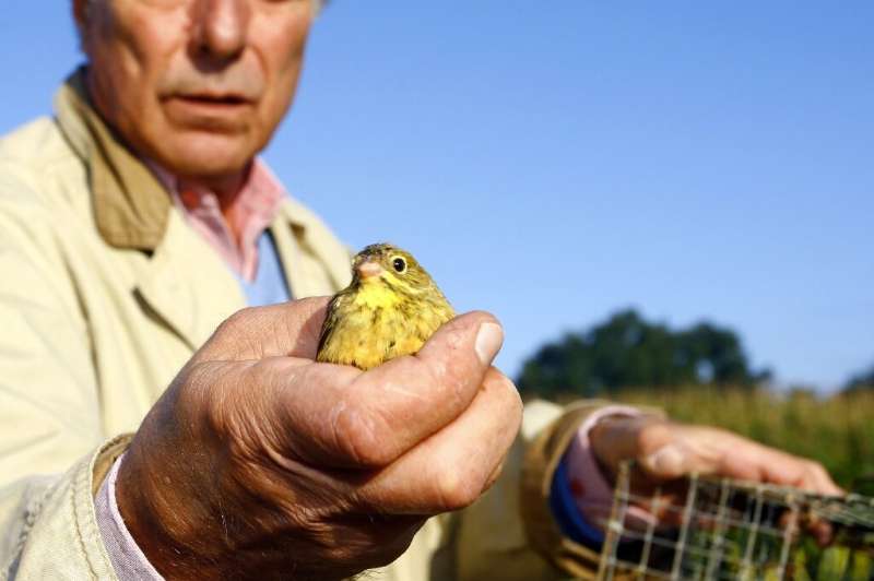 Allain Bougrain-Dubourg, president of France's Birds Protection League, releases an ortolan caught in a cage in August 2009 in T
