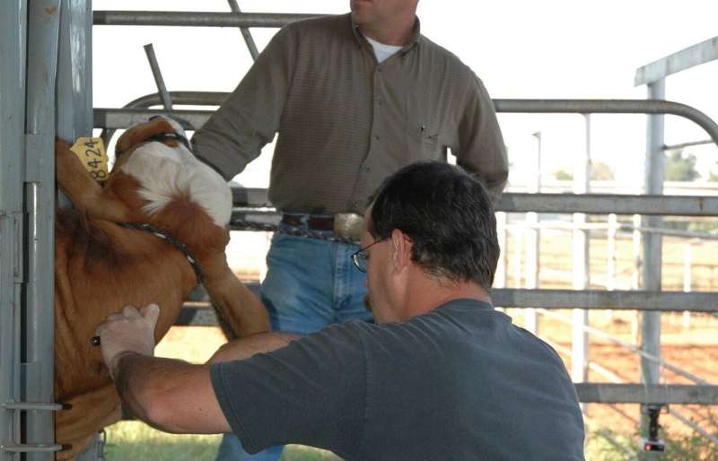 All antibiotics for livestock will soon require a vet’s prescription
