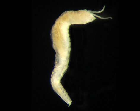 All eyes on a new worm species