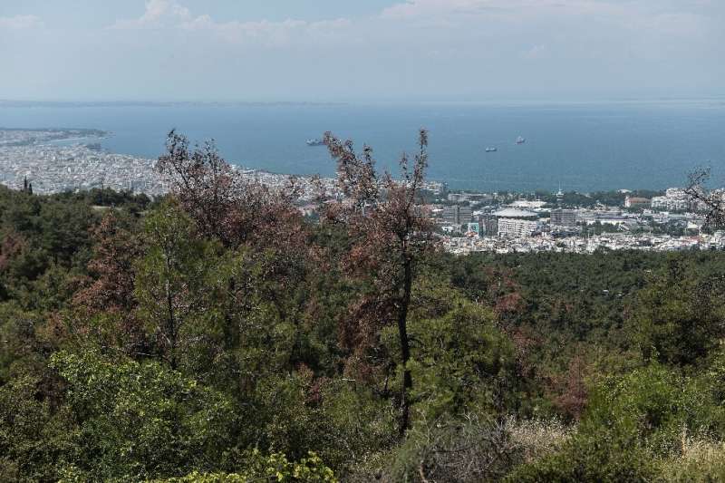 Almost ten percent of pine trees at the Seich Sou forest overlooking Thessaloniki had been destroyed by larvae of the Tomicus pi