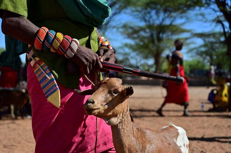 A long dry spell can set a pastoral family back years and erode their capacity to handle future shocks, the UN's Food and Agricu