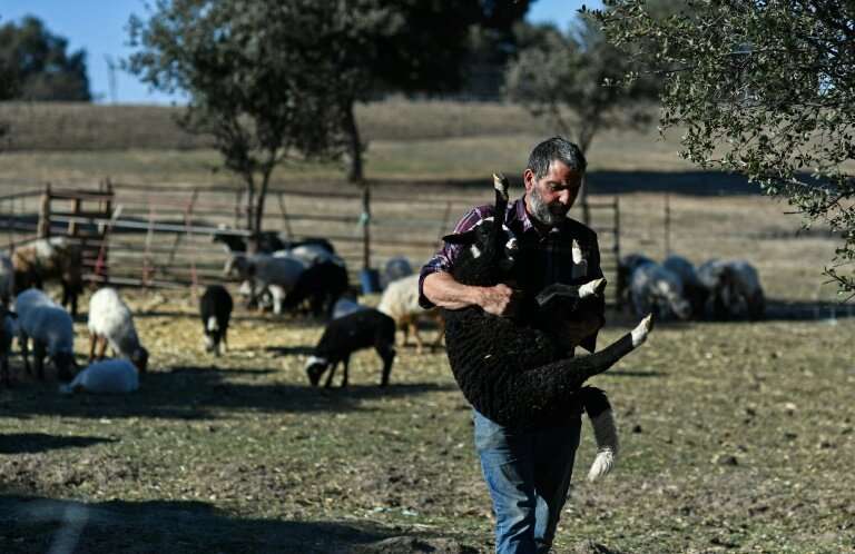 Alvaro Martin is  one of two shepherds who look after the flock full time