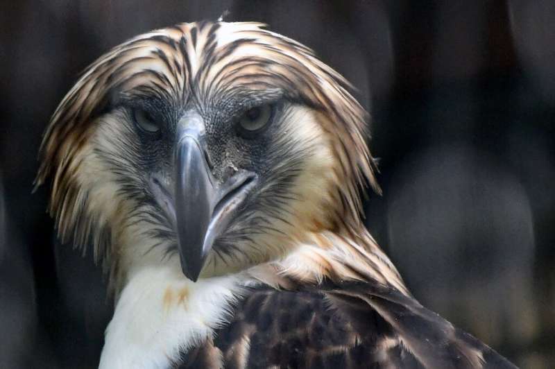 A male Philippine eagle named Geothermica is one of a pair being cared for in Singapore, part of a breeding programme to reverse