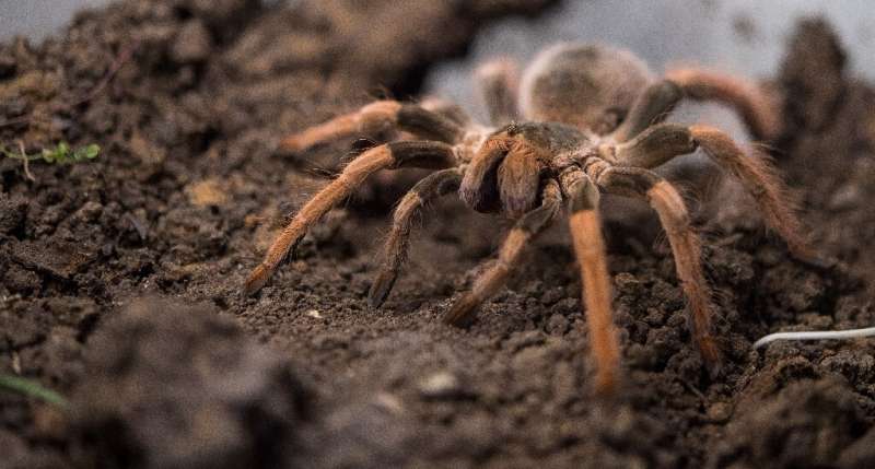 A man attempted to carry a bag containing 38 adult and some 50 young tarantula spiders, as well as dozens of egg-filled cocoons,
