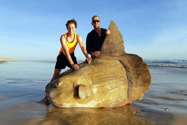 Boulder-sized sunfish washes ashore in Australia