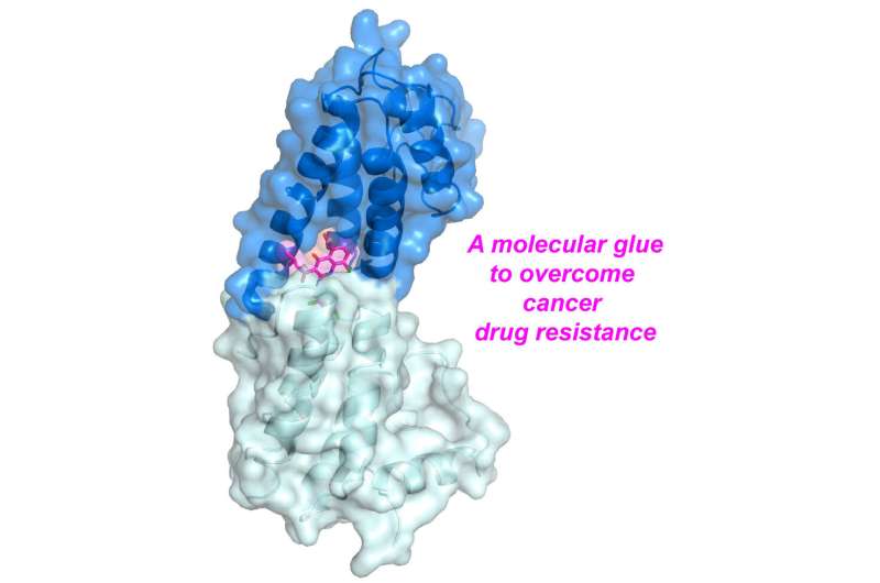 A molecular glue to overcome cancer drug resistance?
