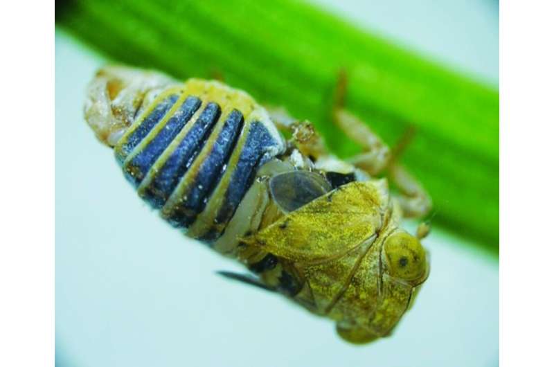 Amorous planthopper bugs shake abdomen 'snapping organ' to attract mates