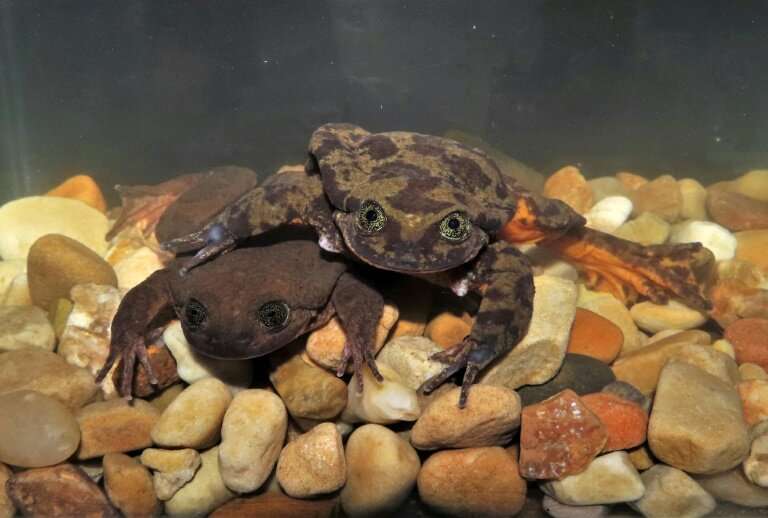 Amphibians play a major role in maintaining aquatic environmental quality
