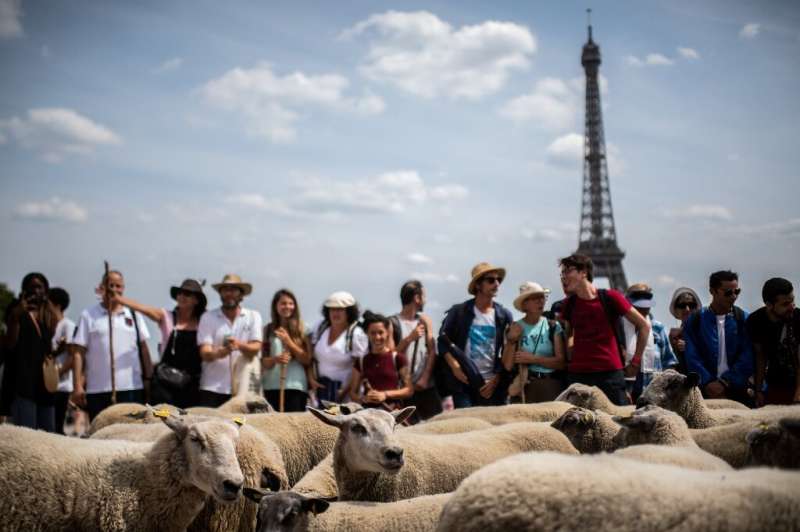 Amused Parisians  snapped pictures of the unusual sight for the capital, some bleating their support