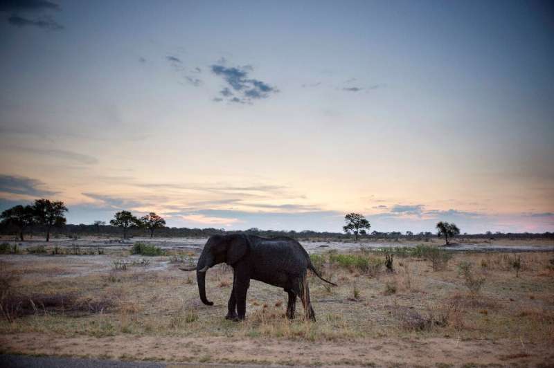 -An African elephant in Hwange National Park in Zimbabwe. A recent drought has led to at least 55 elephants dying