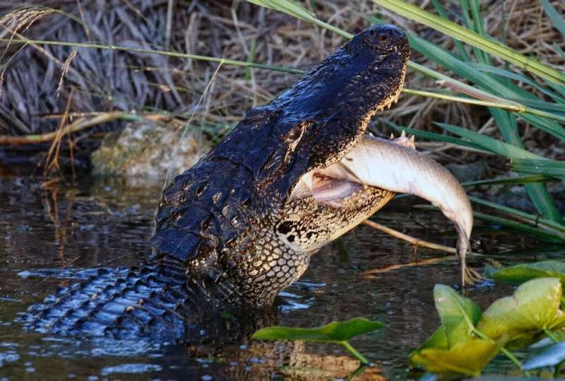An American alligator eats a fish in a canal in Florida's Everglades: alligators are one of many native species whose food sourc