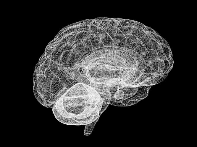 An artificial cerebellum that also learns to blink