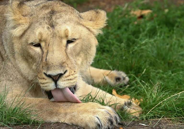 An Asiatic lioness at the Prague zoo underwent artificial insemination in the zoo's latest attempt to breed the lions since 2015
