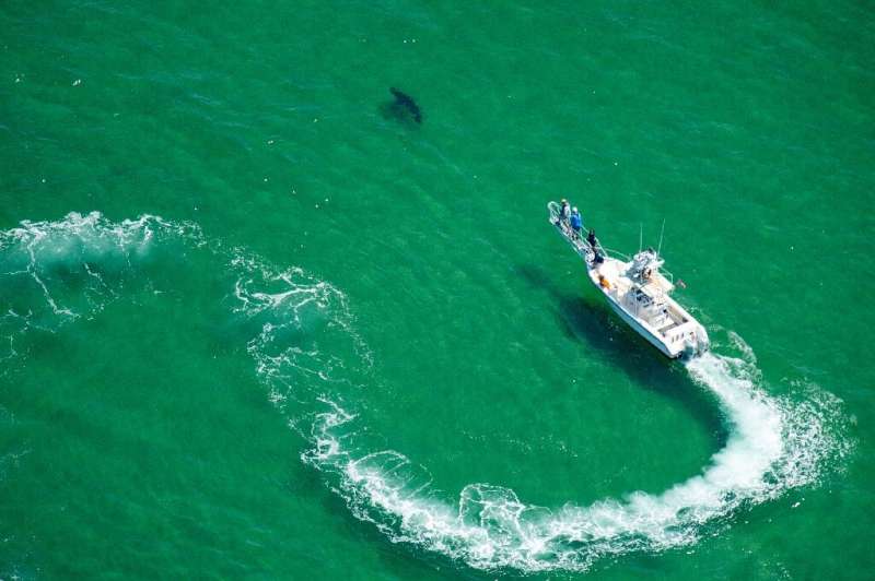 An Atlantic White Shark Conservancy boat chases after a shark off Cape Cod to tag it with a tracking chip