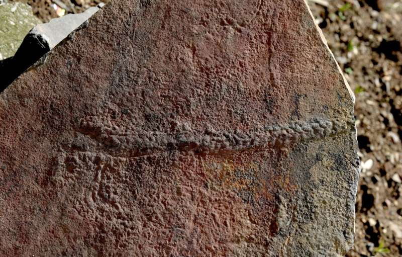Ancient animal species: Fossils dating back 550 million years among first animal trails