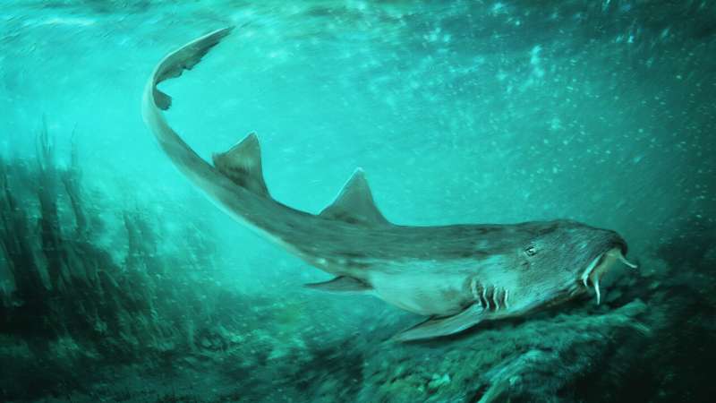 Ancient carpet shark discovered with ‘spaceship-shaped’ teeth