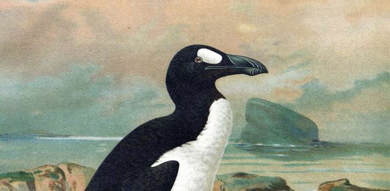 Ancient DNA confirms humans wiped out northern hemisphere's version of the penguin