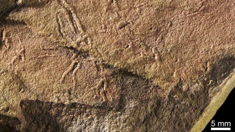 Ancient fossils reveal fresh clues about early life on land