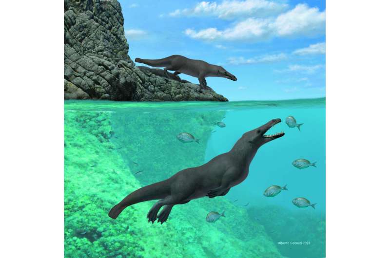 Ancient, four-legged whale with otter-like features found along the coast of Peru