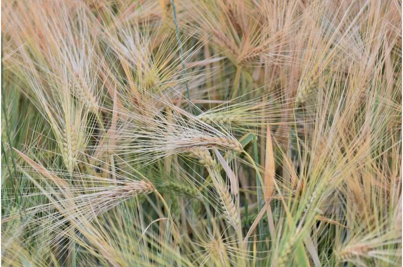 Ancient gene duplication gave grasses multiple ways to wait out winter