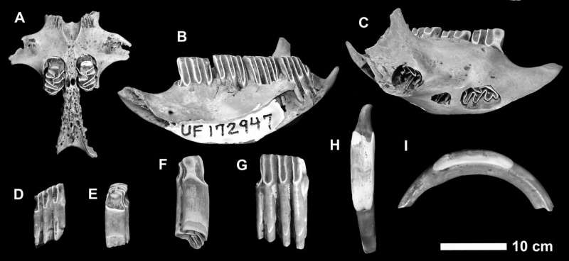 Ancient mammal remains digested by crocodiles reveal new species