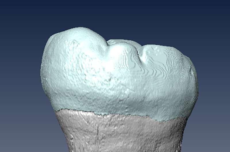 Ancient molar points to interbreeding between archaic humans and Homo sapiens in Asia