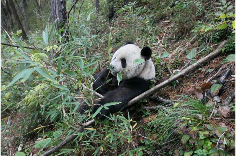 Ancient pandas weren't exclusive bamboo eaters, bone evidence suggests