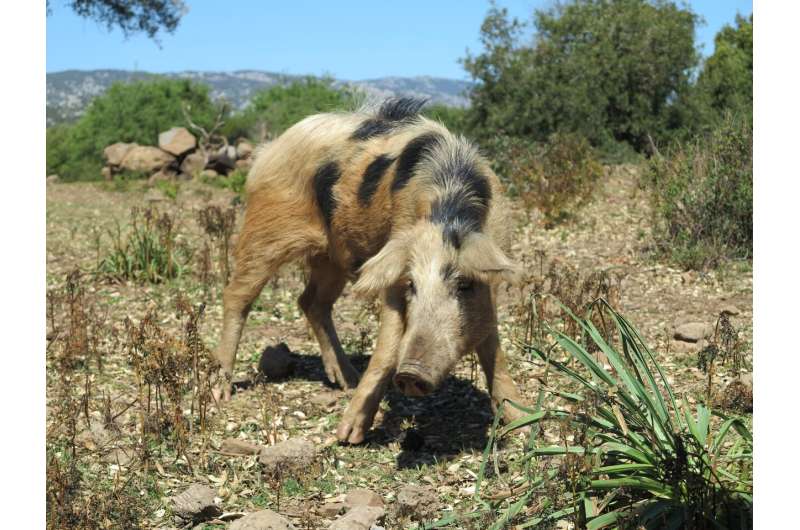Ancient pigs endured a complete genomic turnover after they arrived in Europe