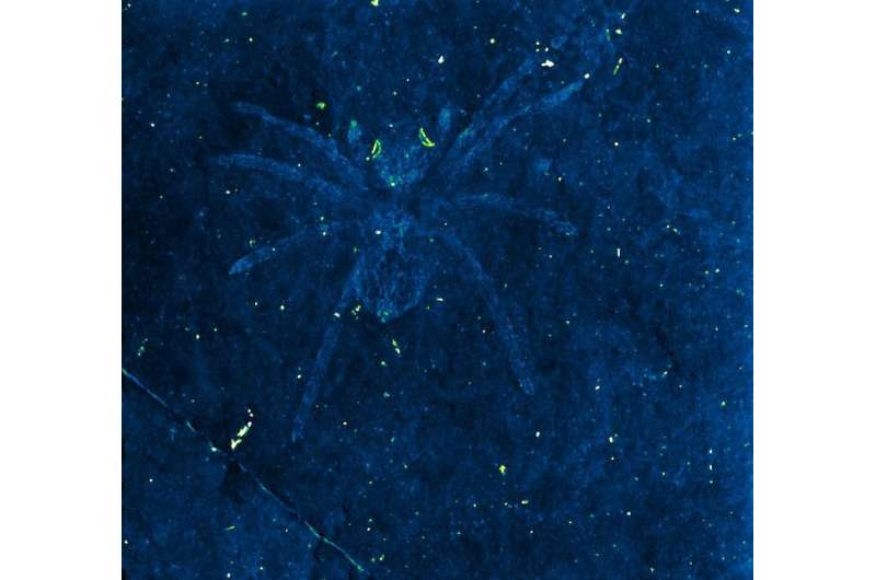 Ancient spider fossils, surprisingly preserved in rock, reveal reflective eyes