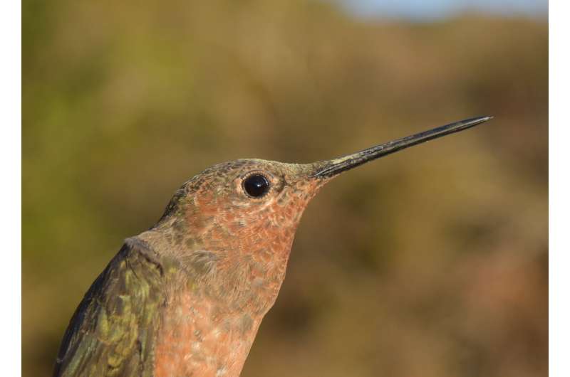 Andean hummingbirds take different evolutionary paths to high altitudes