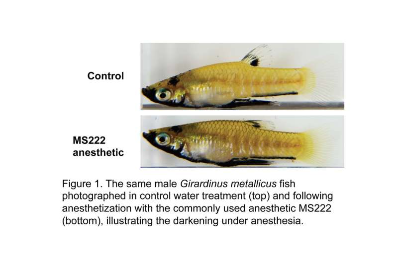 Anesthetizing fish may affect research outcomes