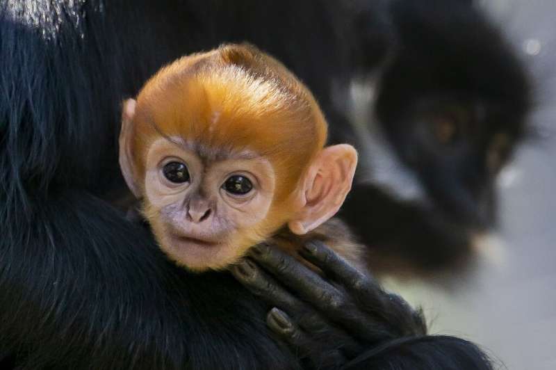 A newborn male Francois' Langur, one of the world's rarest monkeys, with only about 3,000 estimated to be left in the wild