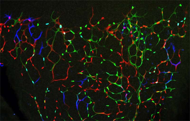 A newly identified mechanism can be targeted to boost angiogenesis