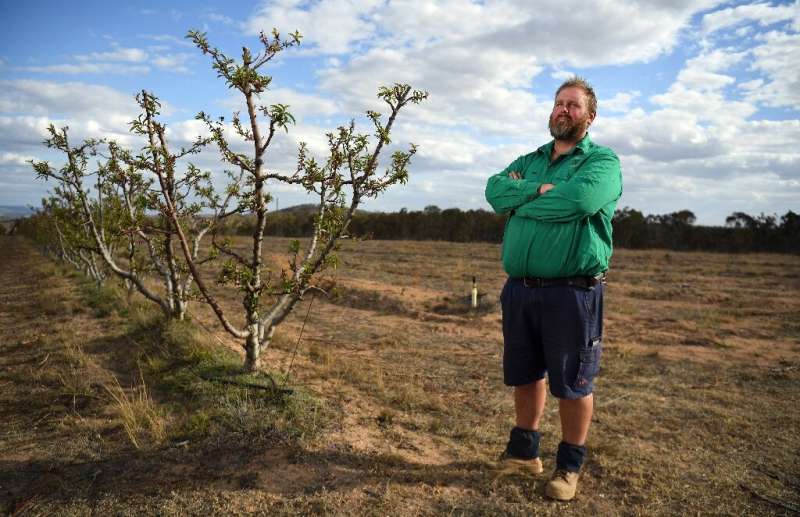 Angus Ferrier stands by his few remaining citrus trees at his drought-hit orchard Stanthorpe, regional Queensland