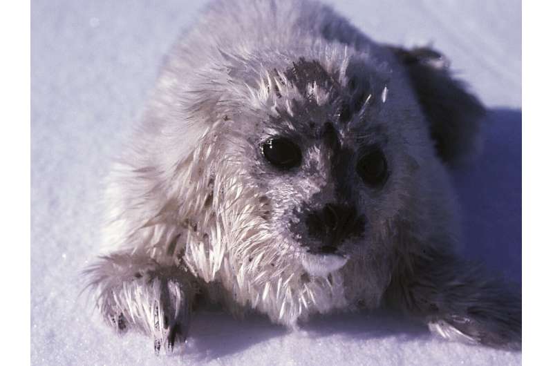 An icy forecast for ringed seal populations