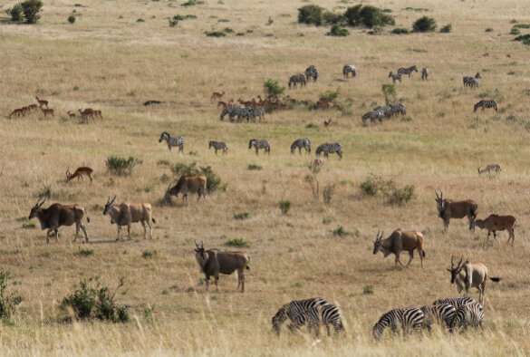 Animal friendships 'change with the weather' in the Masai Mara