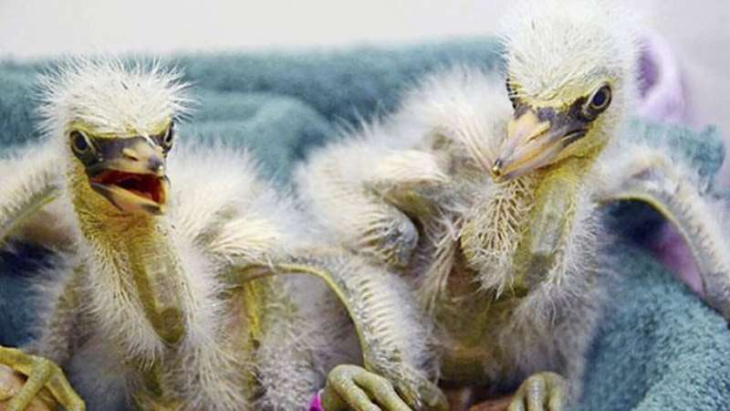 Animal rescue group needs help caring for 89 baby birds