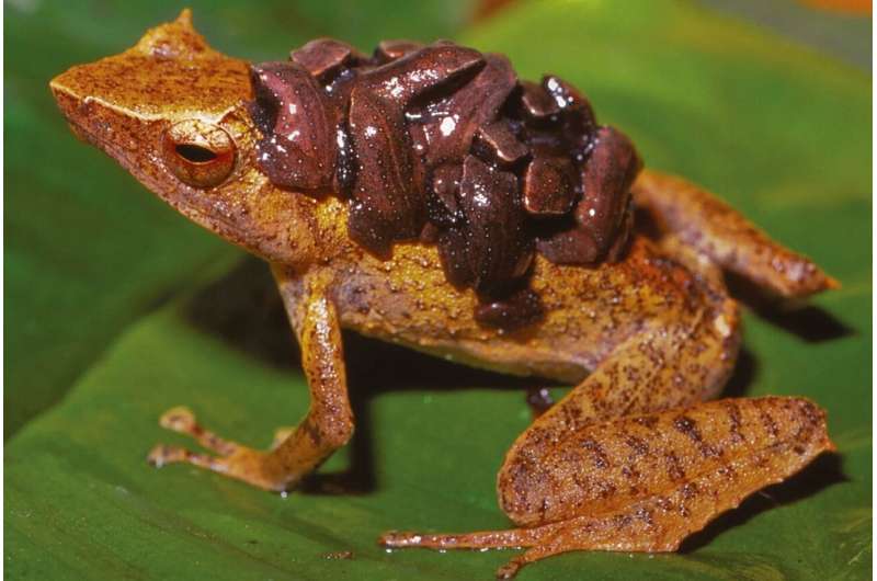 An island haven for frogs in a sea of extinctions