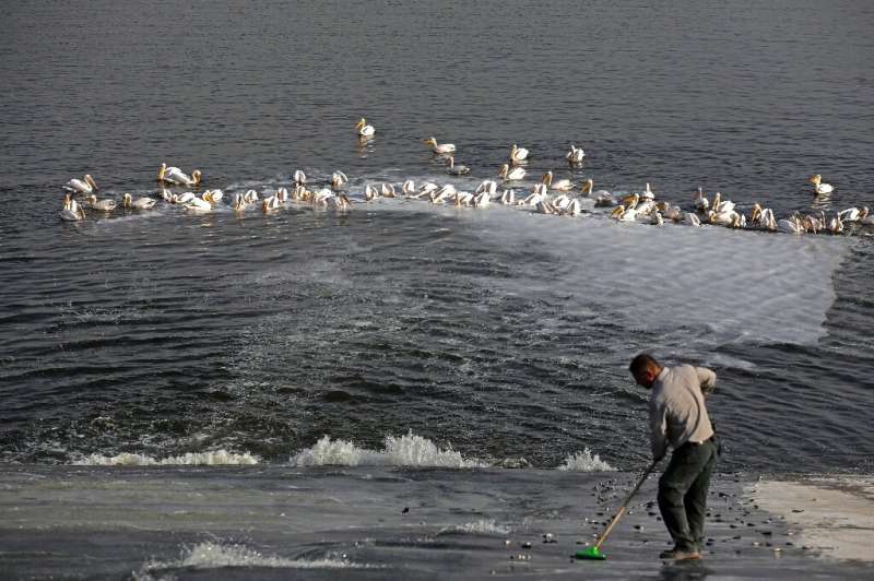 An Israeli Nature and Parks Authority employee feeds fish to pelicans so they don't raid commercial fish pools instead