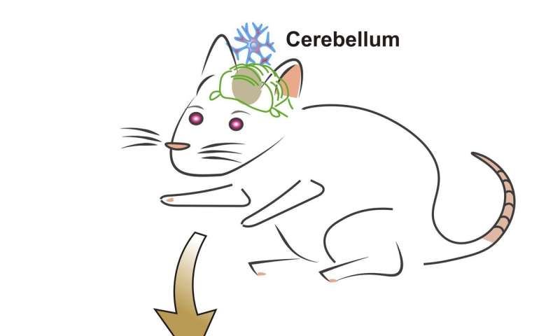 An overactive cerebellum causes issues across the brain