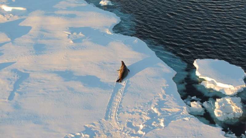 Antarctic sea ice is key to triggering ice ages, study finds