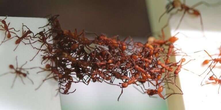 ‘Ant bridge’-inspired nanoparticle assembly fixes broken electrical circuits