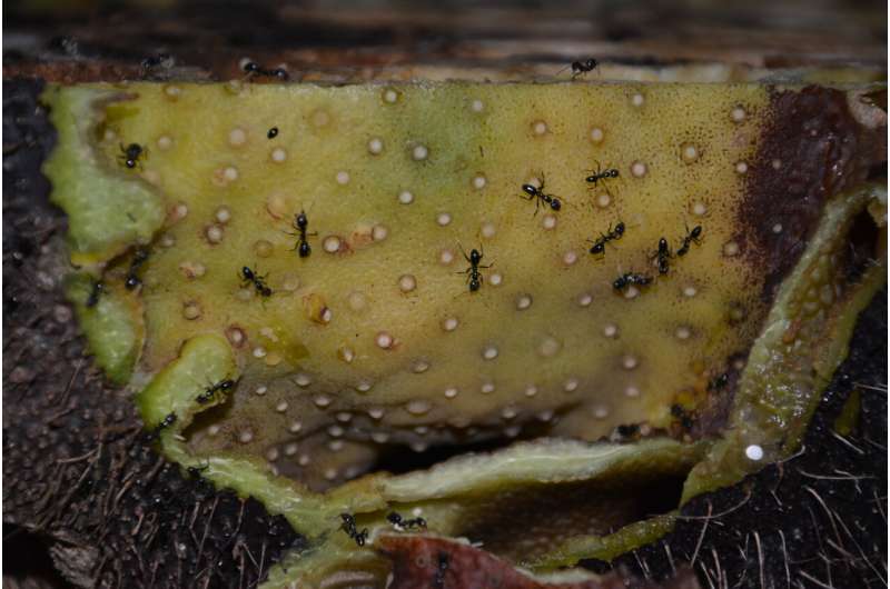 Ant farmers boost plant nutrition