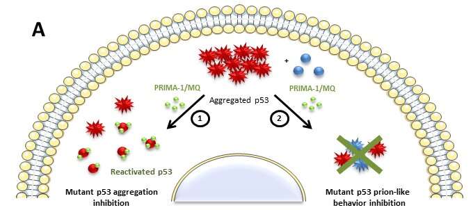 Anticancer drug candidate inhibits lethal aggregation of mutant tumor suppressor protein