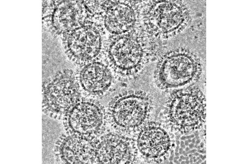 Anti-flu antibodies can inhibit two different viral proteins, NIH study reveals