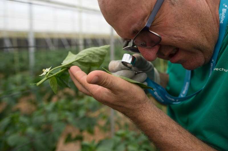 Antonio Zamora no longers puts on a suit to spray his crops with insecticides, instead hanging small bags of mites on the plants