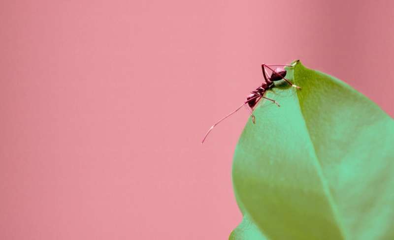 Ant reactions to habitat disruptions inform a result of evolution