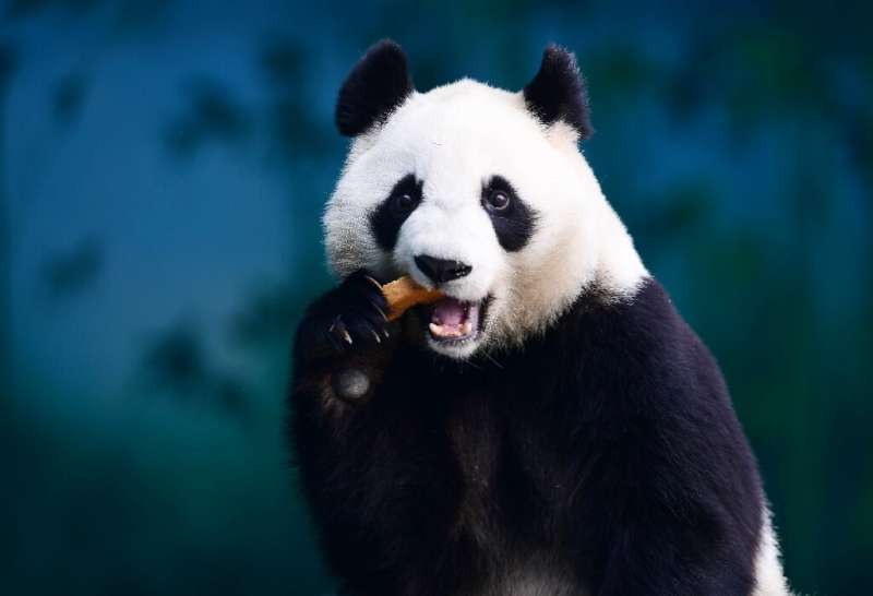 A panda eats at the Shenyang Forest Zoological Garden in Shenyang, in China's northeastern Liaoning province. China has develope
